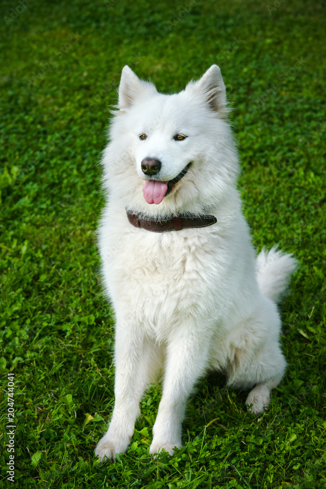 Gorgeous samoyed on an alley in the park.