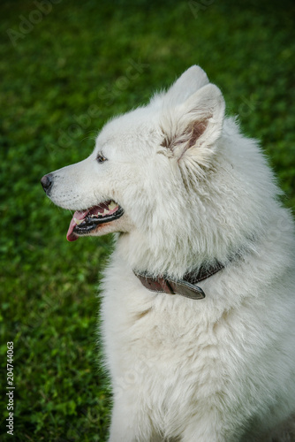 Gorgeous samoyed on an alley in the park.