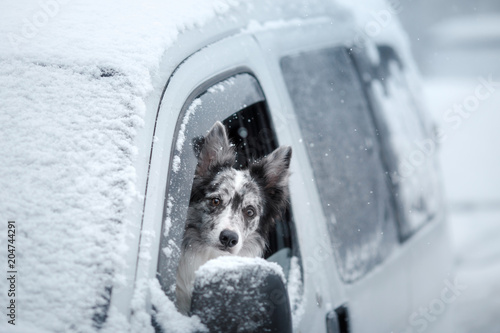 The dog looks out of the car window. Winter mood. Border Collie.