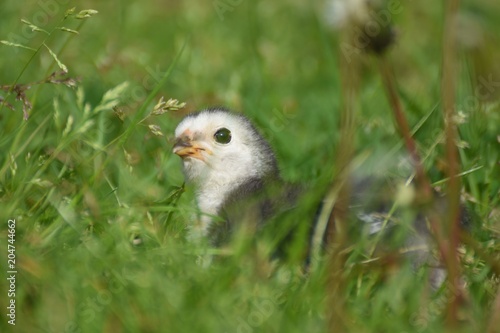 junges Hühner Küken draußen im Gras