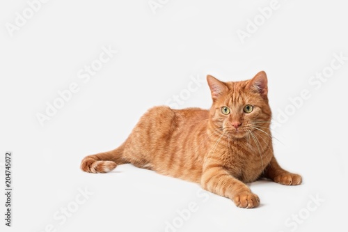 Curious ginger cat lying down - Isolatet on grey © Lightspruch
