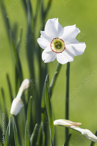 Fototapeta Naklejka Na Ścianę i Meble -  White daffodil flower with yellow center.