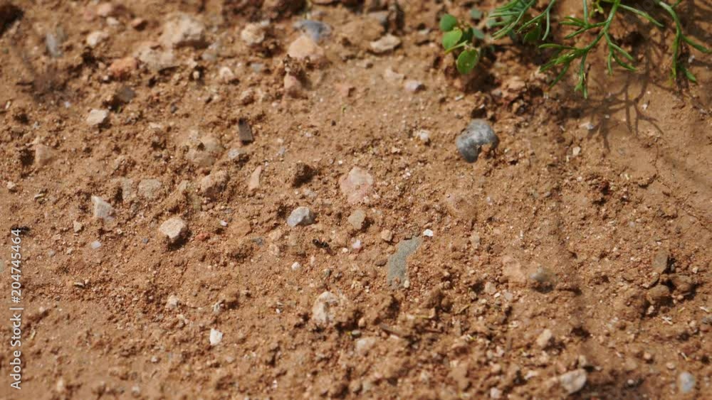 Ants heading to an anthill, macro plane vista Zenith Ants heading to an anthill, macro plane vista Zenith