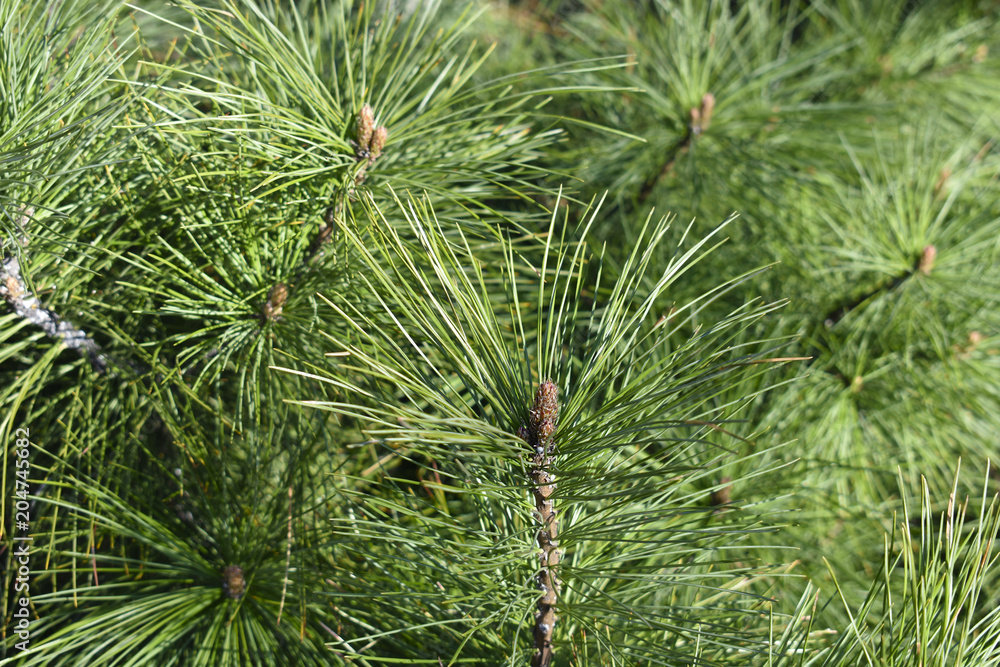 Fir photo Fir photo