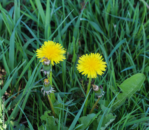 Yellow common dandelion (Taraxacum officinale) blooming © Michael Meijer