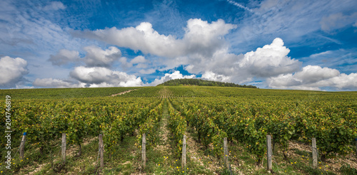 The Grand Cru vineyards of Chablis, Burgundy, France