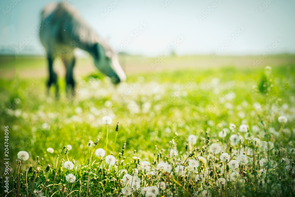 Naklejka premium Letnie pastwisko dla koni z różnymi ziołami i trawami