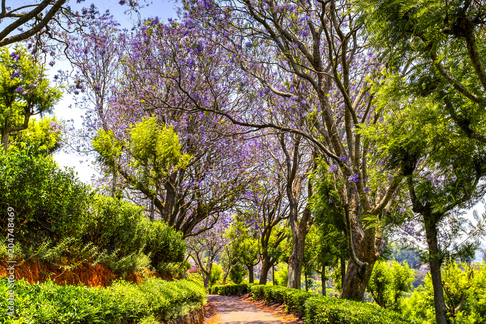 Flower tree alley Flower tree alley
