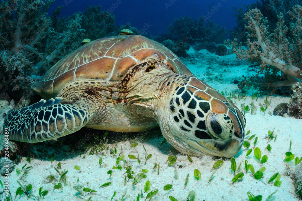 Obraz premium Feeding sea turtle / Sea turtle is eating spoon sea grass on a sandy bottom, Balicasag island, Philippines