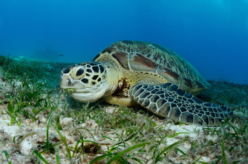 Sierkussen Schildpad Zeeschildpad eet zeegras Filipijnen  © Oksana