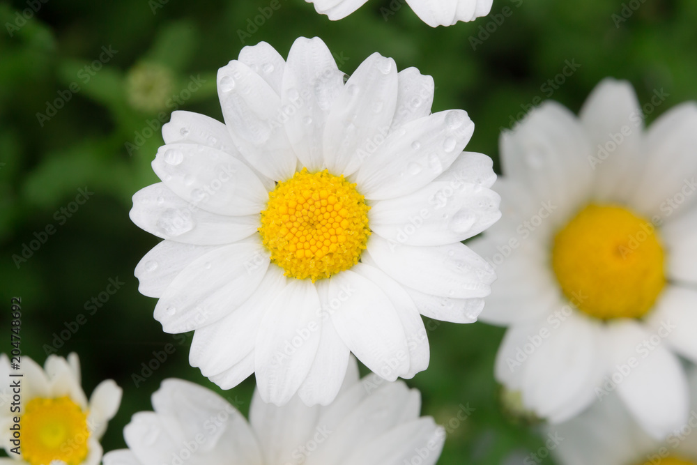 Fototapeta premium Daisies close-up picture