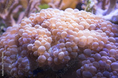 Marine life sea anemone Condylactis gigantea underwater in the sea photo