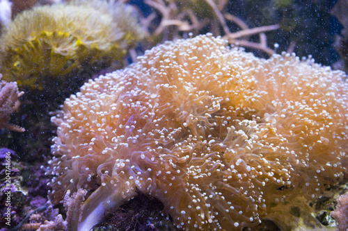 Marine life sea anemone Condylactis gigantea underwater in the sea photo