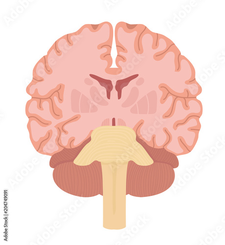 coronal section brain