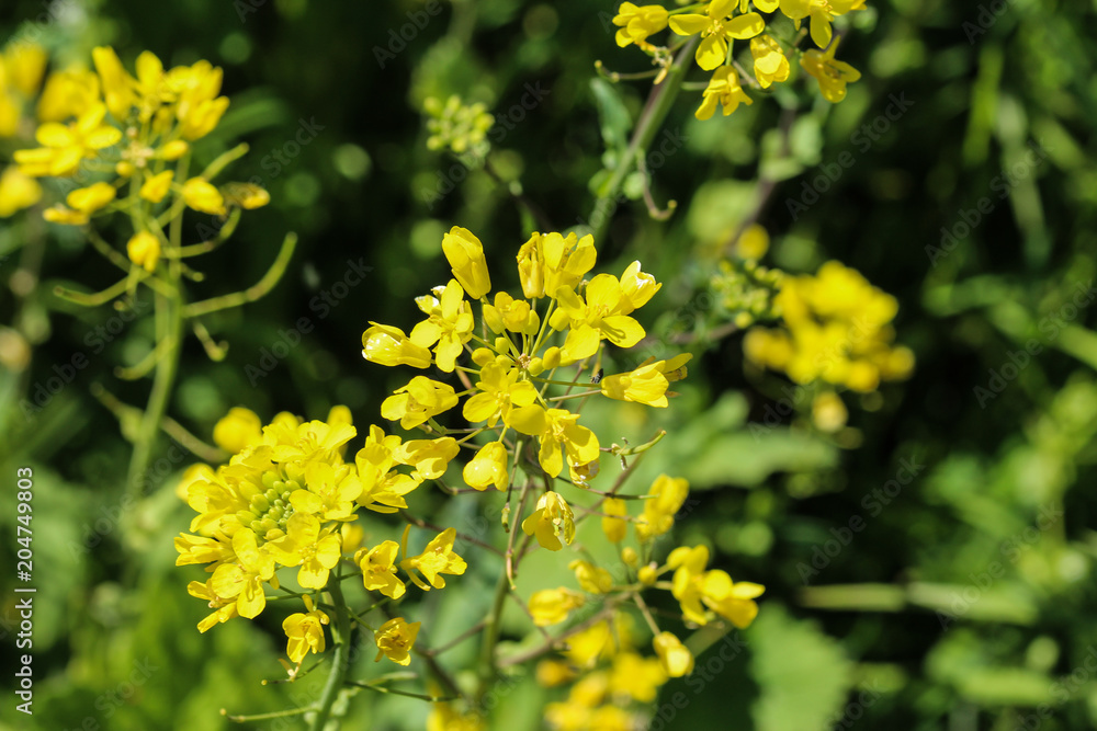 bittercress, herb barbara, yellow rocketcress or winter rocket (Barbarea vulgaris) blooming in spring bittercress, herb barbara, yellow rocketcress or winter rocket (Barbarea vulgaris) blooming in spring