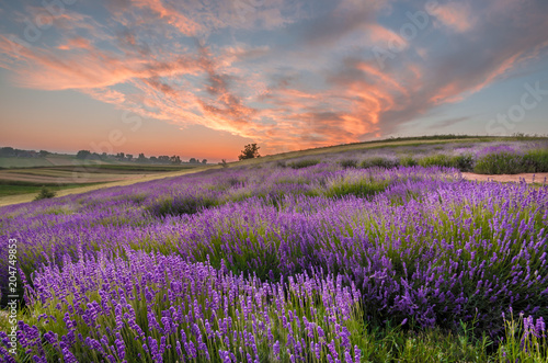 Blooming lavender fields in Poland  beautfiul sunrise