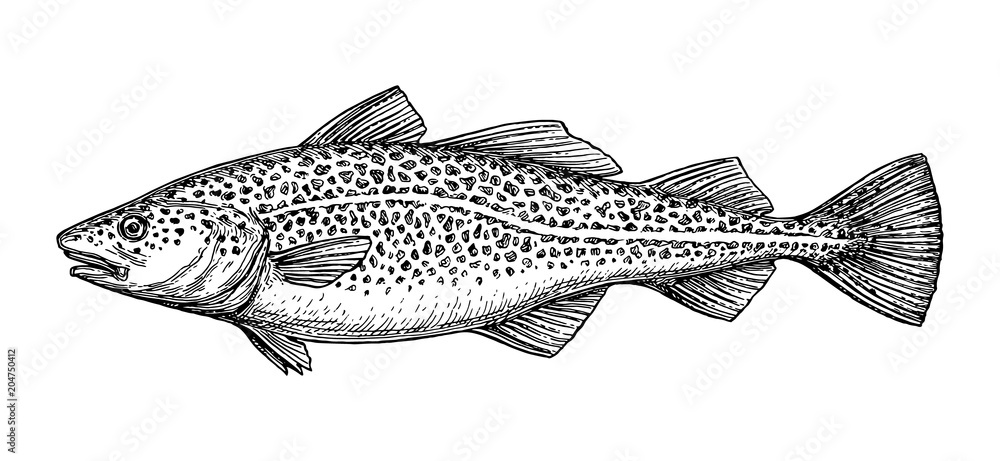 Fotografia Ink sketch of cod fish.