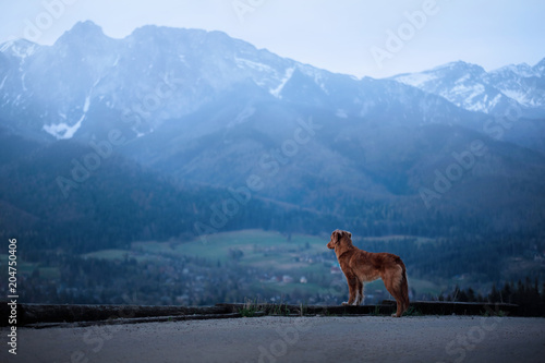 A dog in the mountains on top. Nova Scotia Duck Tolling Retriever  Toller  Traveling with a pet