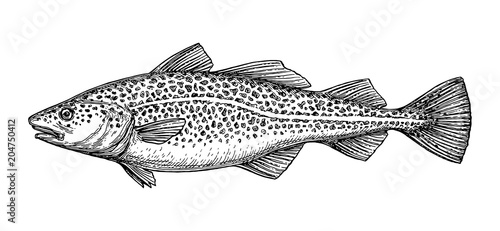 Ink sketch of cod fish. photo