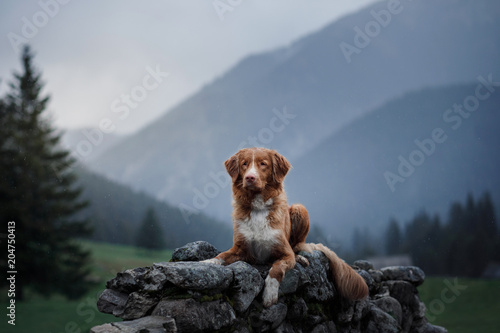 A dog in the mountains on top. Nova Scotia Duck Tolling Retriever, Toller, Traveling with a pet