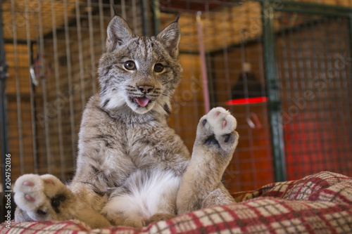 Lynx cub sitting