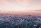sunrise field of blooming pink meadow flowers