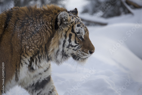Siberian Tiger in the snow
