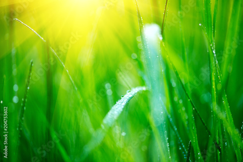 Grass. Fresh green spring grass with dew drops closeup. Soft focus. Abstract nature spring background