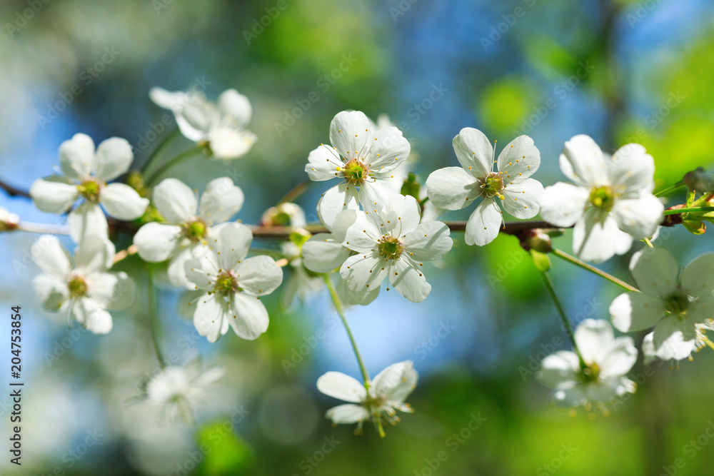 Close up of branch of cherry blossom Close up of branch of cherry blossom