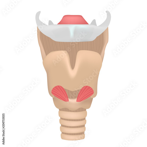 Photography larynx of anatomy