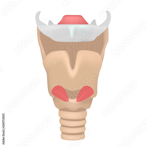 larynx of anatomy photo