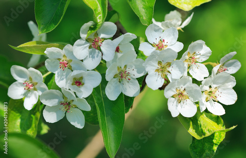 branch of pear blossom