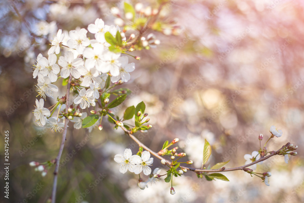 Abstract spring nature bloom blurred background with copyspace Abstract spring nature bloom blurred background with copyspace