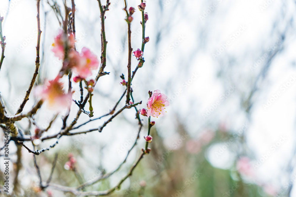 Cherry Blossom in the morning, Blooming Pink Japanese Sakura Cherry Blossom in the morning, Blooming Pink Japanese Sakura