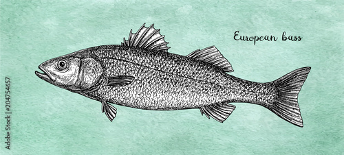 Ink sketch of European bass.