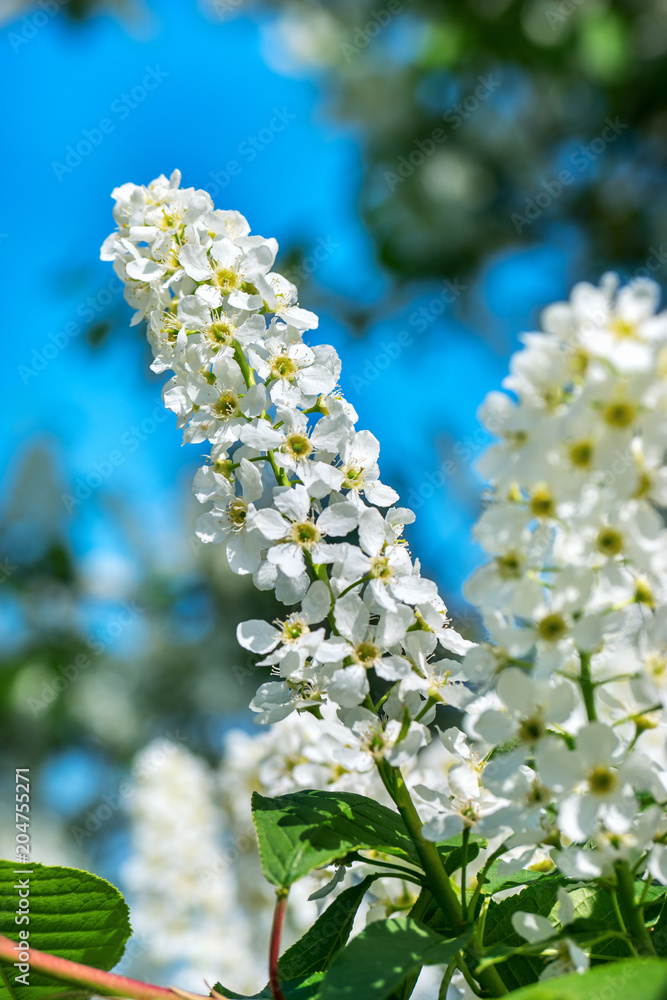 Flowering bird cherry Flowering bird cherry