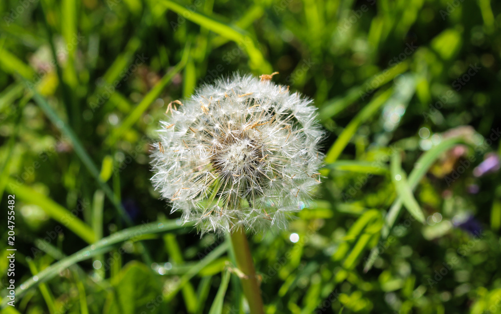 Yellow common dandelion (Taraxacum officinale) blooming Yellow common dandelion (Taraxacum officinale) blooming