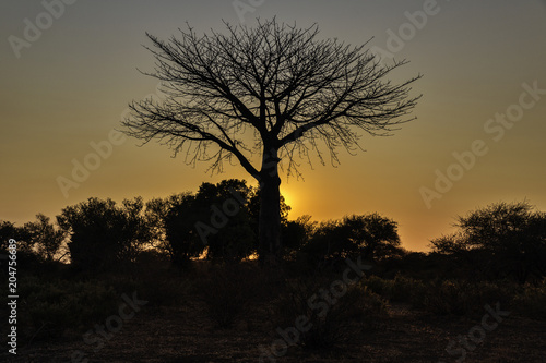 Sunset behind Baobab tree
