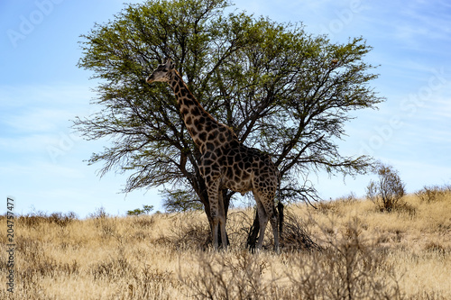 Giraff