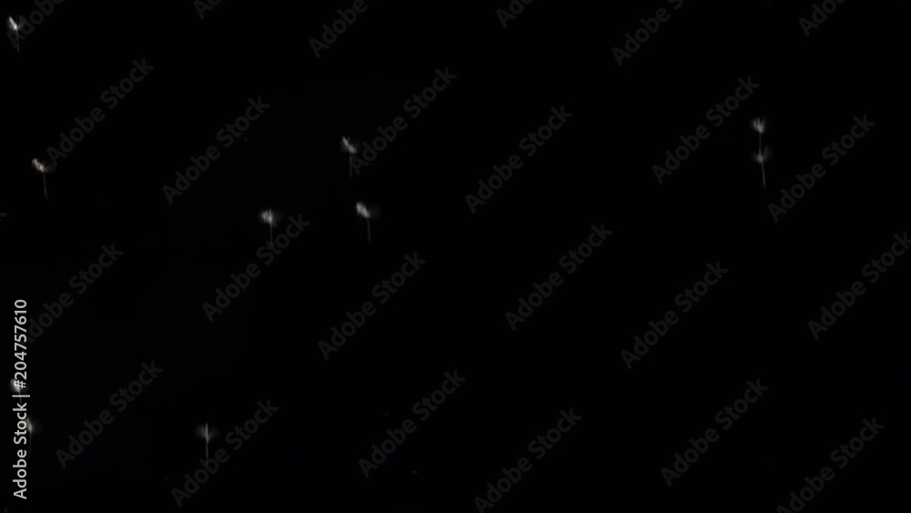 Real Seed dandelion fly in space on Black background. Real Seed dandelion fly in space on Black background.