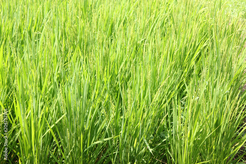 rice grass