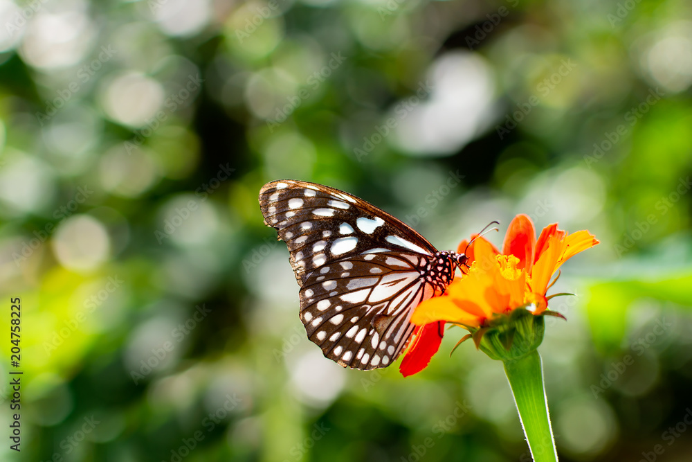 Fototapeta premium butterfly hanging on flower