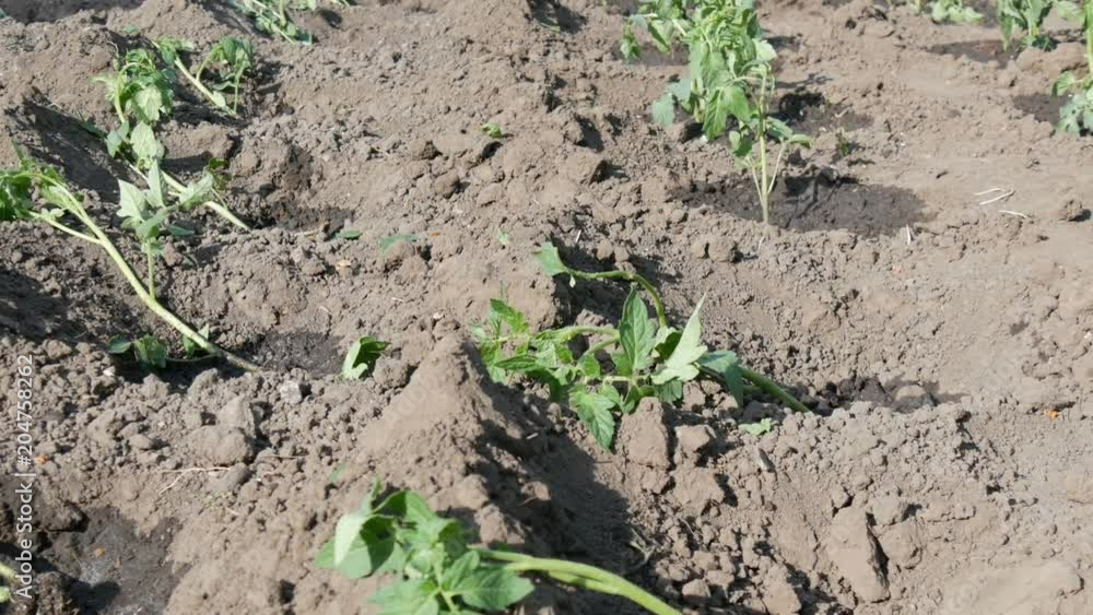 Row of Young green tomatoes just landed in the ground are standing on a sun in the garden Row of Young green tomatoes just landed in the ground are standing on a sun in the garden