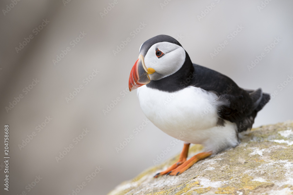 Naklejka premium Atlantic Puffin (Fratercula arctica) adult, standing on rock of coastal cliff, Great Saltee, Saltee Island, Ireland.