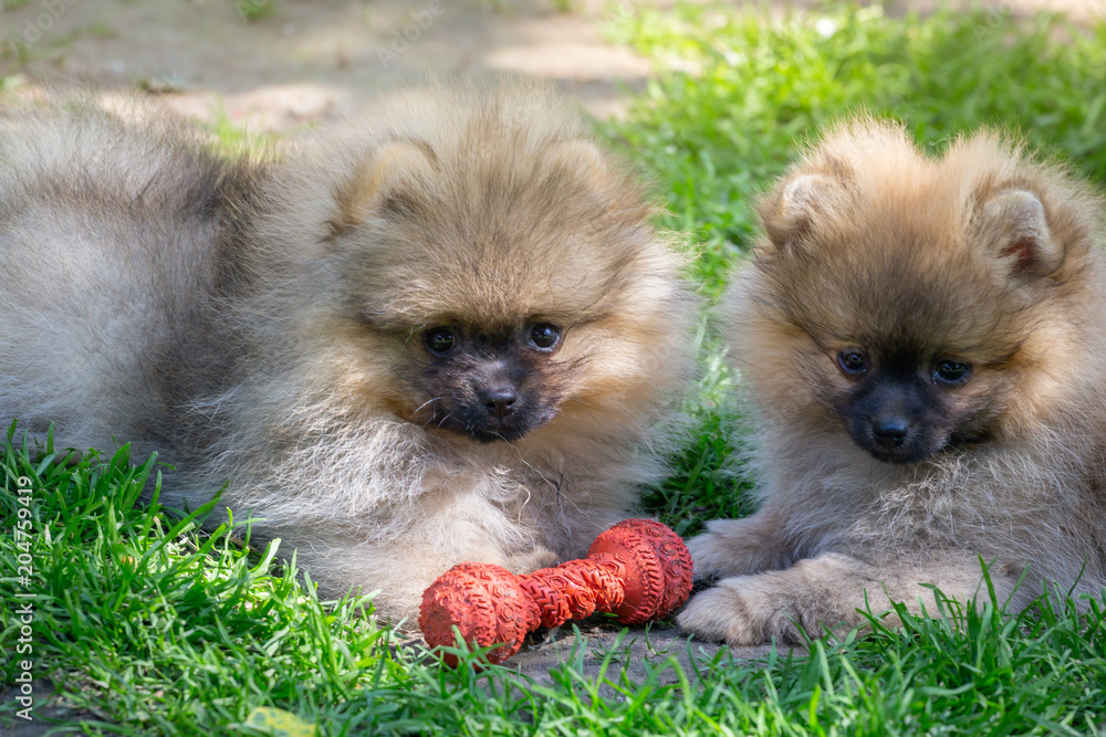 Two puppies of pomeranian dog playing outdoor. Spitz