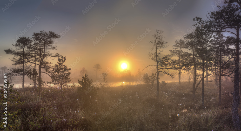 Naklejka premium Sunrise at swamp with small pine trees covered in early morning.