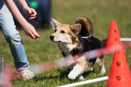 dog in agility competition