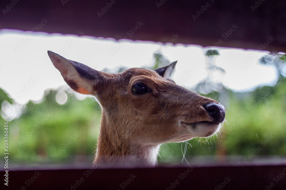 Fototapeta premium Close up the eyes of a deer