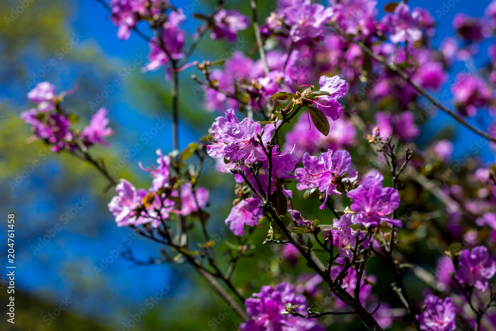blooming violet rhododendron blooming violet rhododendron