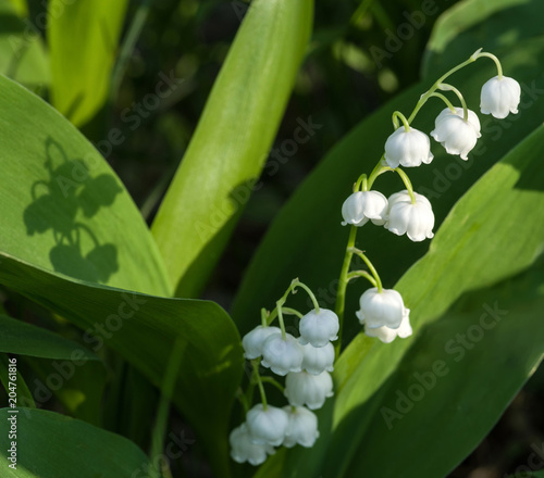 Sunlit flower of the lily of the valley. Selective focus.